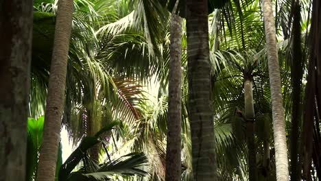 palm trees sway in the wind in vallée de mai national park on praslin, an island in the seychelles