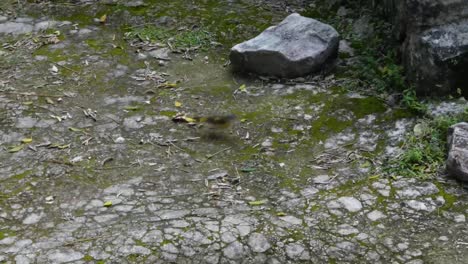 Small-bird-near-the-Altar-in-the-Center-Plaza-of-San-Gervasio,-Mayan-archaeological-site,-Cozumel,-Mexico