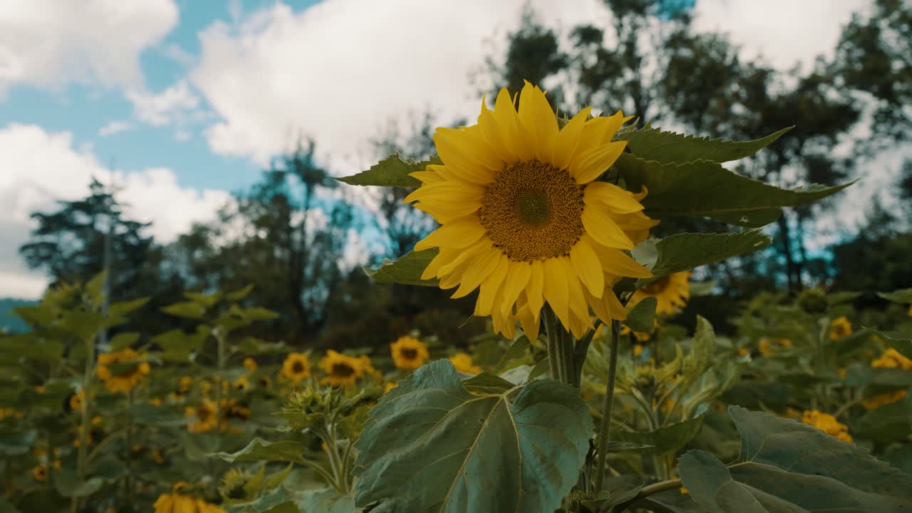 campo de girasoles amarillos en verano - cerrar