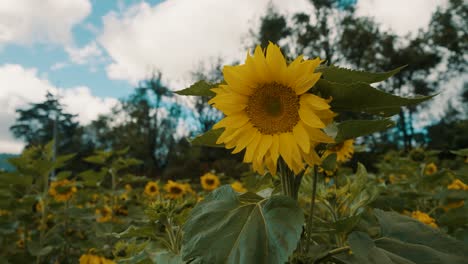 Campo-De-Girasoles-Amarillos-En-Verano---Cerrar