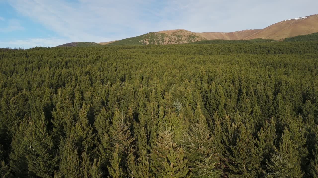 Ascending aerial push-in over a clearing within expansive pine tree forest. Sunrise in the foothills of the southern Alps in New Zealand