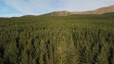 ascending aerial push-in over a clearing within expansive pine tree forest. sunrise in the foothills of the southern alps in new zealand