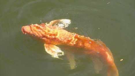 koi with extravagant fins feeds on food pellets in pond