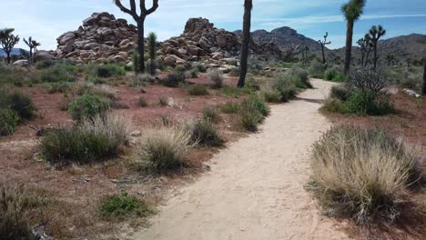 Rising-shot-of-joshua-trees-at-Joshua-Tree-National-Park