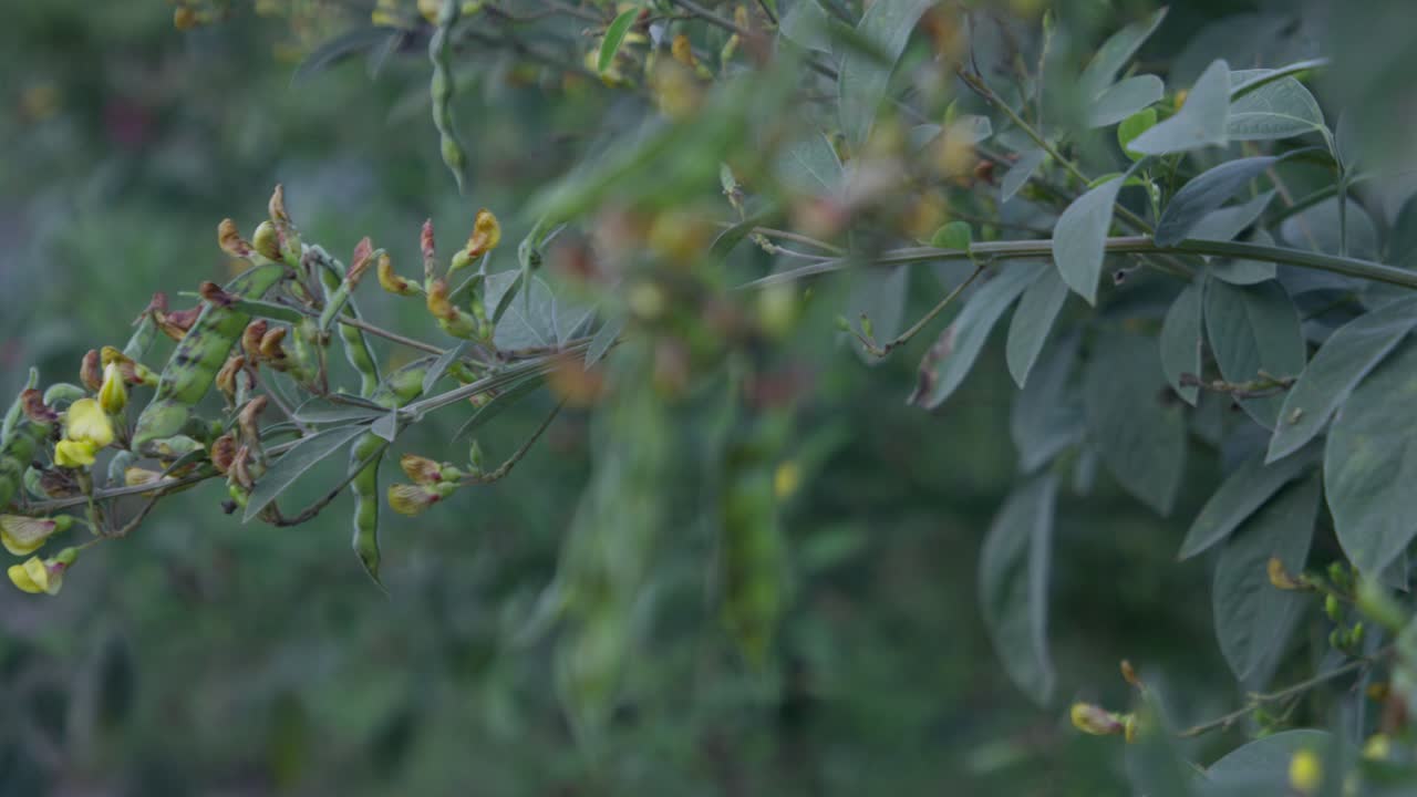 A rack focus cluster of red pigeon peas fruit (Legume) with green leaves in the garden under a blurry sky