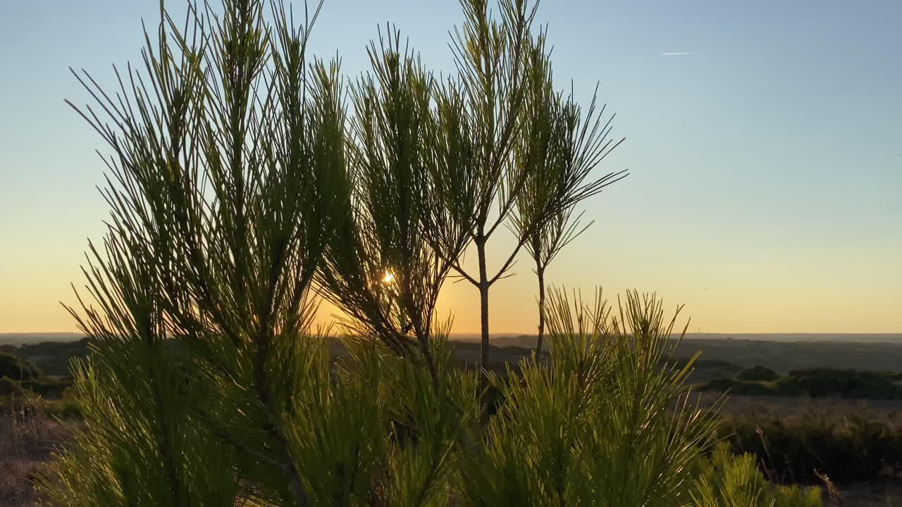 Scherpe focus op een dennenappel met zachte zonsondergangtonen en een vage achtergrond met bos