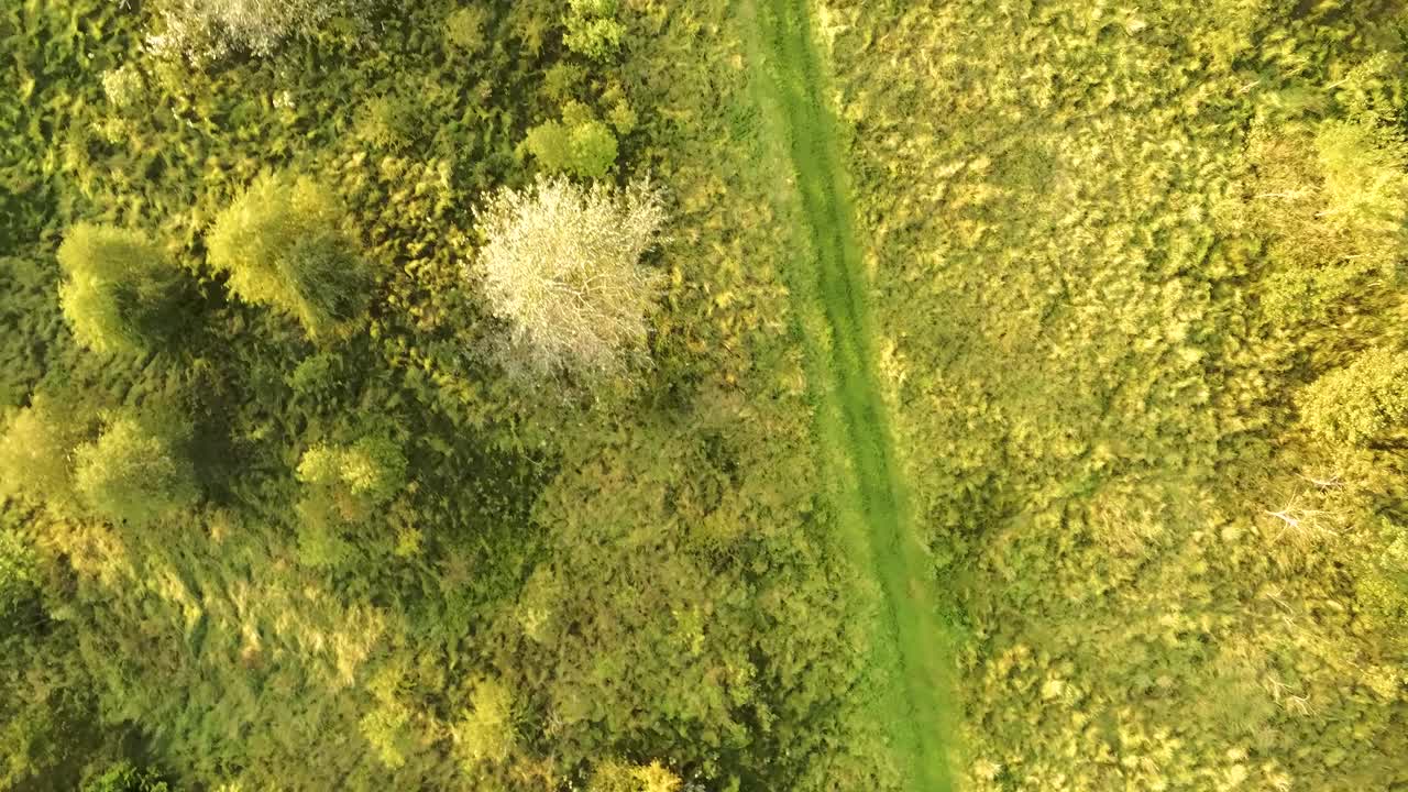 Vibrant autumn forest woodland pathways rotating above trees birds eye view