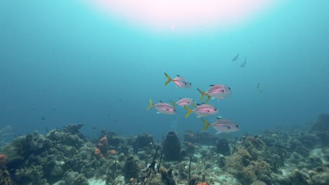 a school of fish with big-eye jack and some other tropical fish