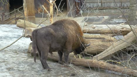 big male european bison grazing on wooden logs