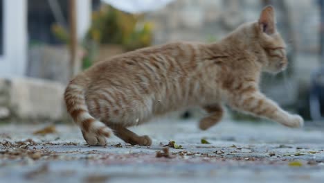 portrait of a tiny orange stray cat in the streets