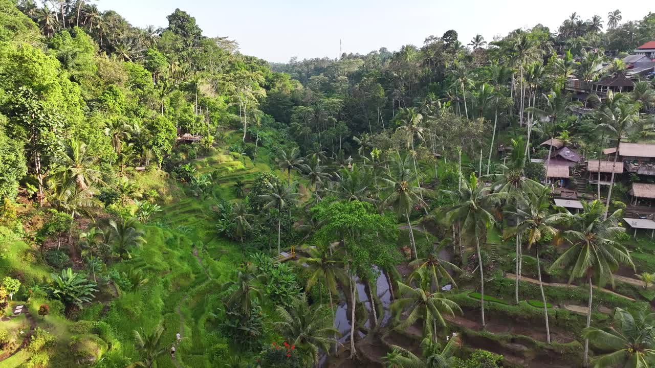 Amazing view of terrace rice fields in Ubud, popular travel destination in Bali, Indonesia.