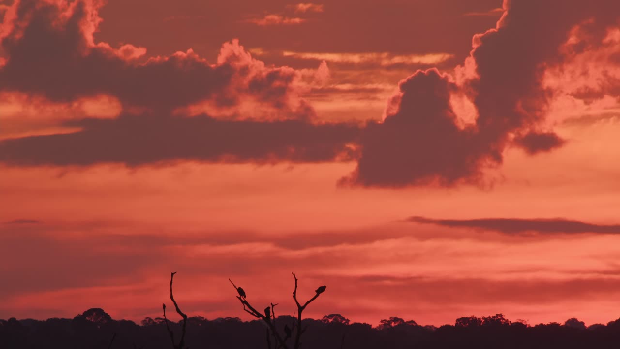 se pueden ver buitres sentados sobre ramas de árboles en la distancia durante una impresionante puesta de sol con cielo rojo