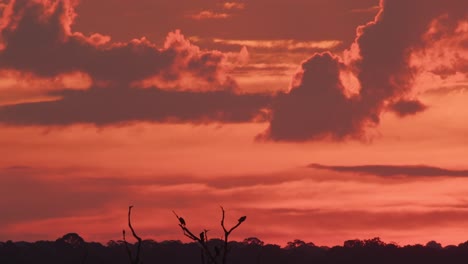 vultures can be seen sitting atop of tree branches in the distance during a stunning sunset with red sky