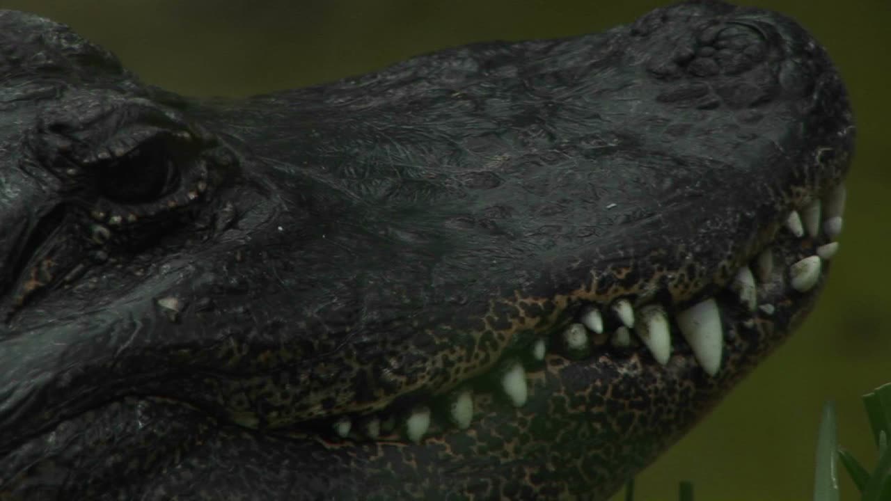 un caimán mira a su alrededor