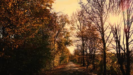 Driving-on-empty-asphalt-road-with-yellow-markings-passing-through-a-mixed-forest-with-pines-and-trees-with-yellow-foliage-on-a-sunny-autumn-day