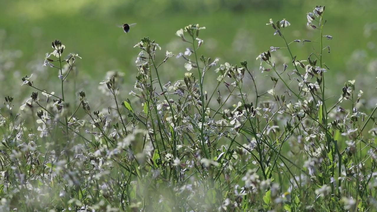 Bumblebee Pollinating Spring Flowers in Slow Motion