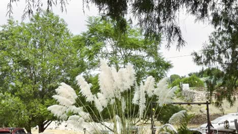 top-down tilt shot of pampas grass flowers outdoors