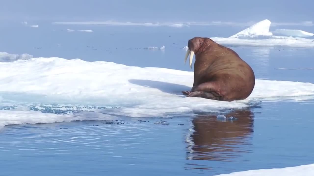 해마는 북극의 자연 얼음 서식지에 산다.