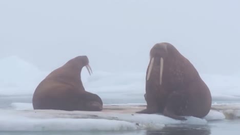 walrus live in a natural ice habitat in the arctic