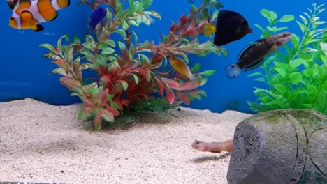 closeup of various tropical fish