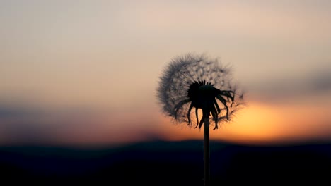 blowing in a dandelions blowball which is in front of a beautiful sunset