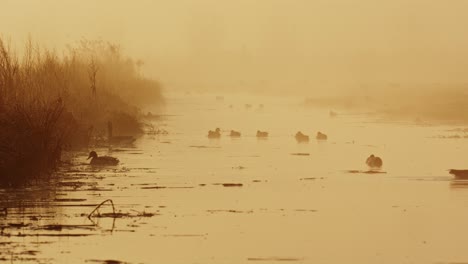 waterfowl swimming on misty river surface, morning golden hour long shot