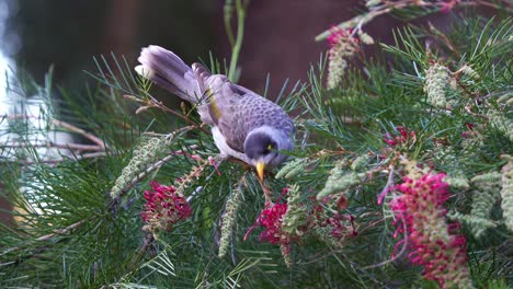 A-noisy-miner,-manorina-melanocephala-perched-on-the-grevillea-plant,-feeding-on-floral-nectar,-wondering-around-the-surroundings-in-the-Botanic-Gardens,-close-up-shot-of-beautiful-ecosystem