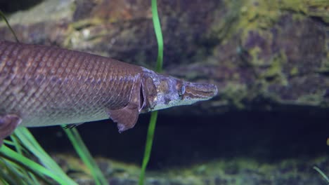 Fish-longnose-gar-(Lepisosteus-osseus),-also-known-as-longnose-garpike,-and-billy-gar,-is-a-ray-finned-fish-in-the-family-Lepisosteidae.