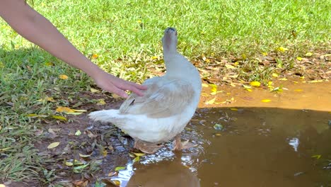 a person gently touches a duck near a puddle in a grassy area under bright daylight in byron bay