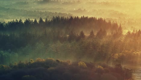 misty sunrise forest view
