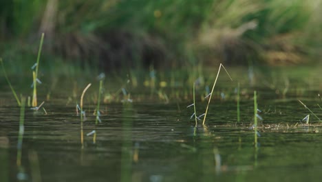 dragonflies on a pond