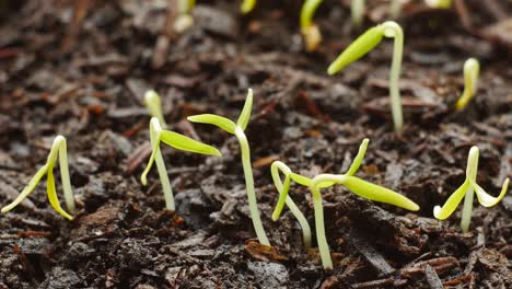 Seedling-peppers.-Small,-they-soon-came-up