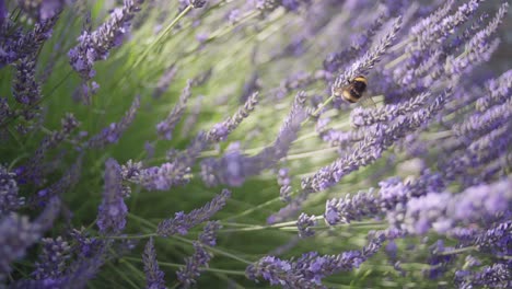 tracking a bumblebee flying through lavender flowers and collect nectar