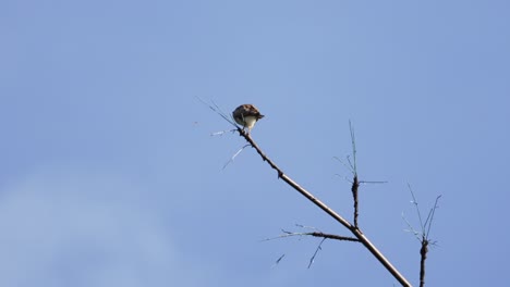 halcón ratonero de alas rufas posado en la punta de la rama, luego vuela con las alas extendidas