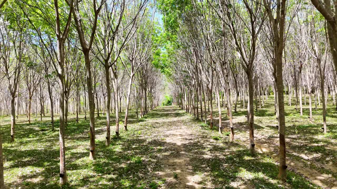 imágenes aéreas de una plantación de caucho en phuket, tailandia, mostrando filas de árboles bajo la luz del día brillante con una atmósfera serena