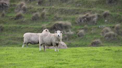 sheep grazing and interacting in a green field