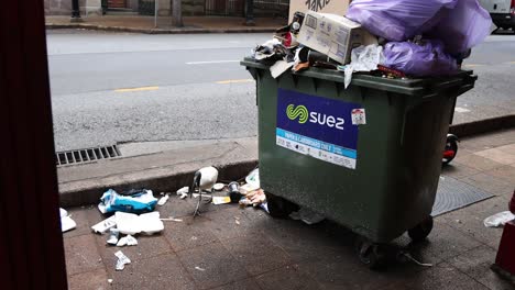 pájaro registrando la basura en la calle de la ciudad