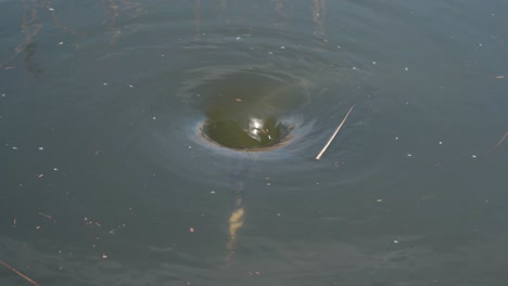 close up view of a water vortex, vortex rotating clockwise pulling some debris into the water vortex