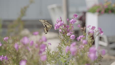 Slow-motion,-butterfly-feeding-on-nectar-of-pink-flowers,-then-flying-away