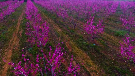 fotografía aérea de un avión no tripulado de tierras de cultivo aradas con peces de árboles frutales con estas flores al atardecer