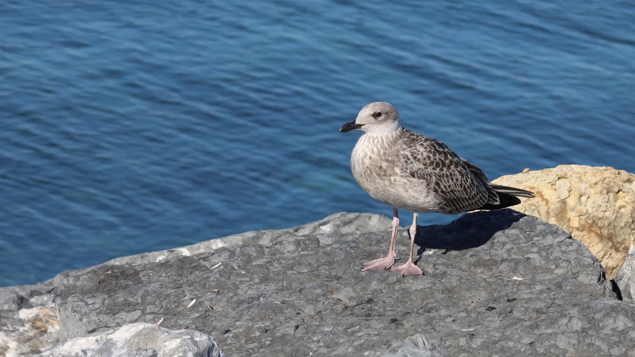 Close-Up of a Seagull Standing on a Rock by the Sea