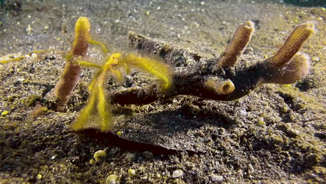 orang utan crab holding on to a piece of coral with two legs while the other legs move back and forth in the swell