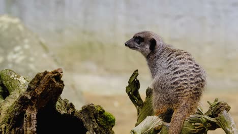 Suricata,-Lindo-Animal-Suricata-De-Color-Gris-Está-Parado-En-Los-Restos-Del-árbol-Y-Observando-Cuidadosamente-El-Entorno-Natural-Durante-El-Día