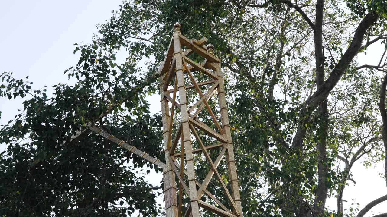 Close-up of branches of the sacred Sri Maha Bodhi tree in Anuradhapura, Sri Lanka, highlighting its religious significance and natural detail