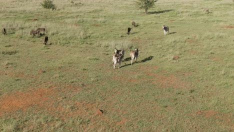 Drohnenantenne,-Zebrafamilie-Mit-Einem-Baby-In-Freier-Wildbahn,-Die-Mit-Gnus-Spaziert