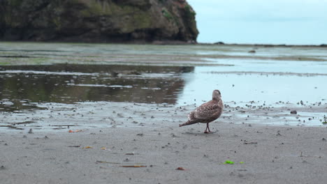 gaviota en una playa de arena