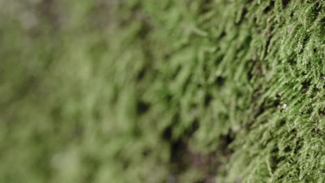 macro shot of moss on a damp log in the forest