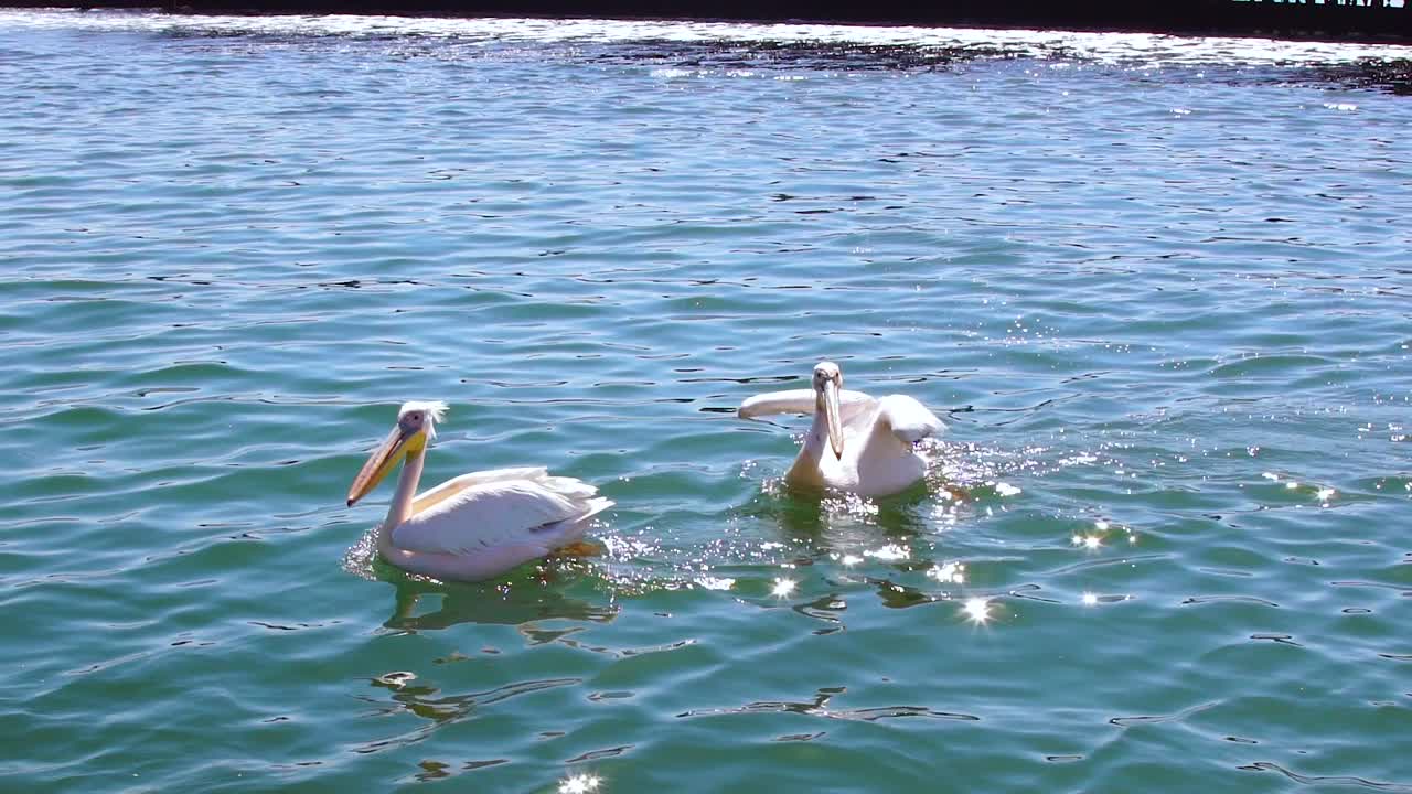 흰 펠리컨은 슬로우 모션 나미비아 아프리카에서 날고 물고기를 잡습니다.