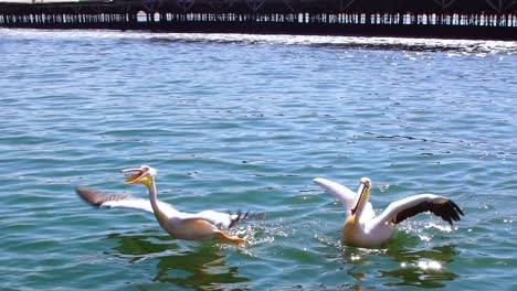 white pelicans fly and catch fish in slow motion namibia africa