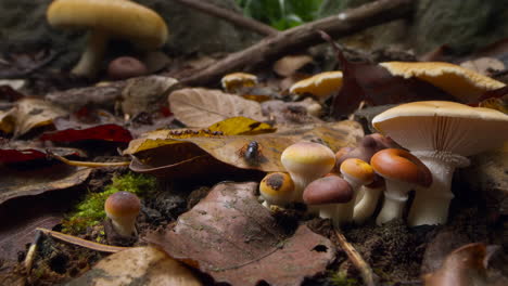 mushrooms and ants on a forest floor with autumn leaves
